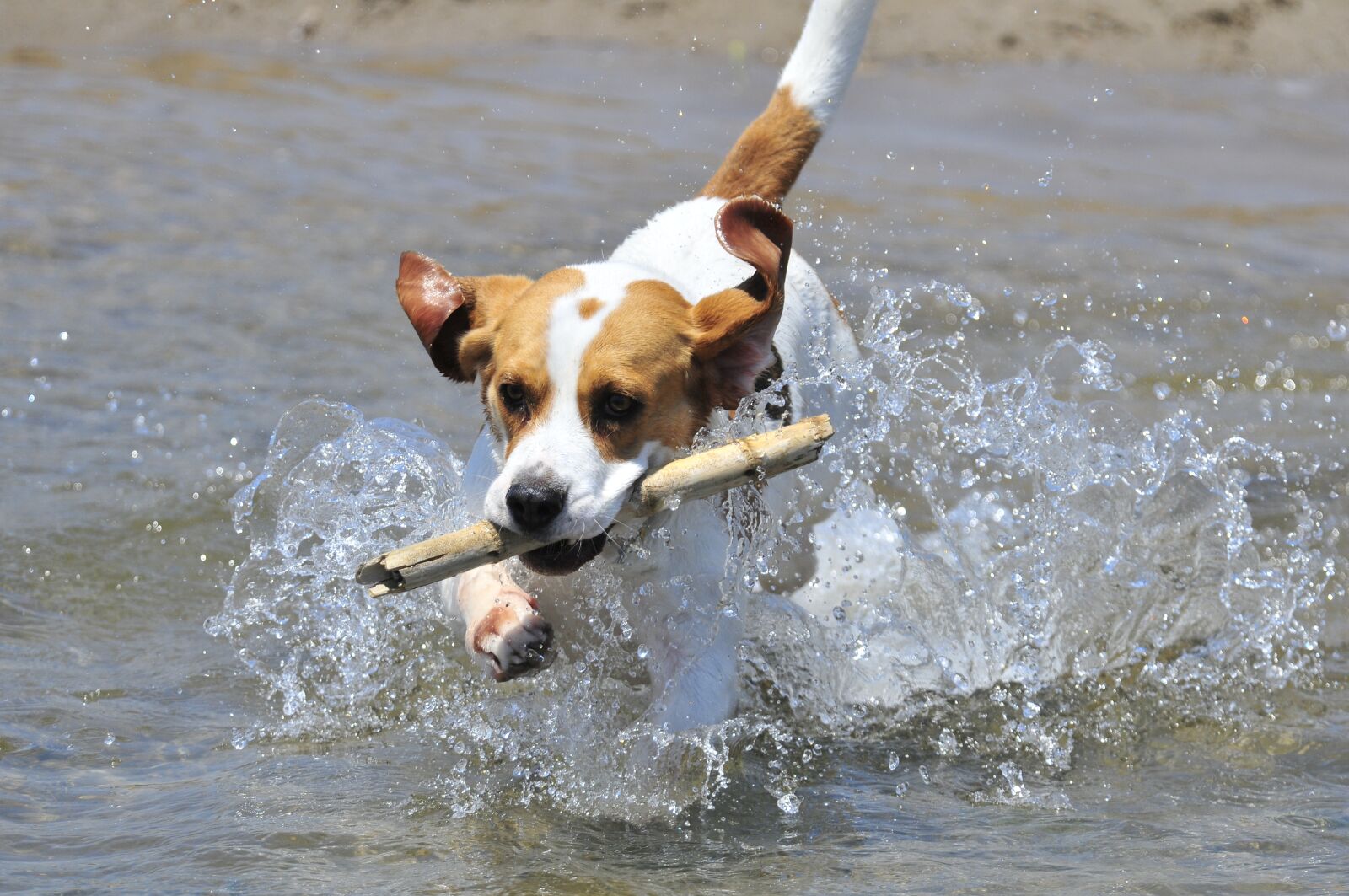 Nikon D300 sample photo. Beagle, friend, dog photography