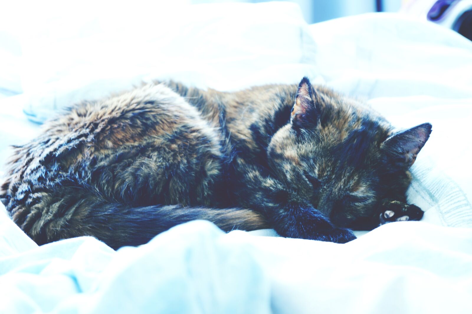 Sony SLT-A58 sample photo. Black, tabby, cat photography
