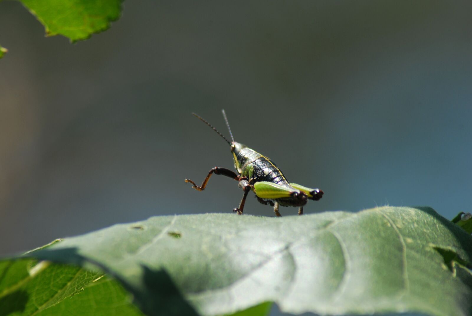 Nikon D200 sample photo. Grasshopper, chapulin, insects photography