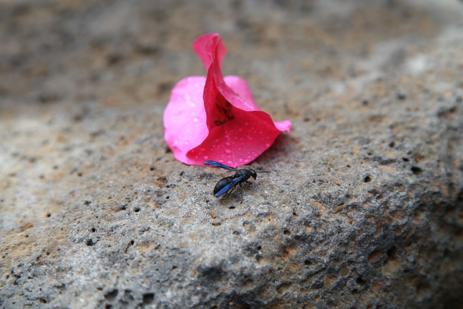 Canon EOS 6D + Canon EF 24-105mm F4L IS USM sample photo. The siberian, bougainvillea, paper photography