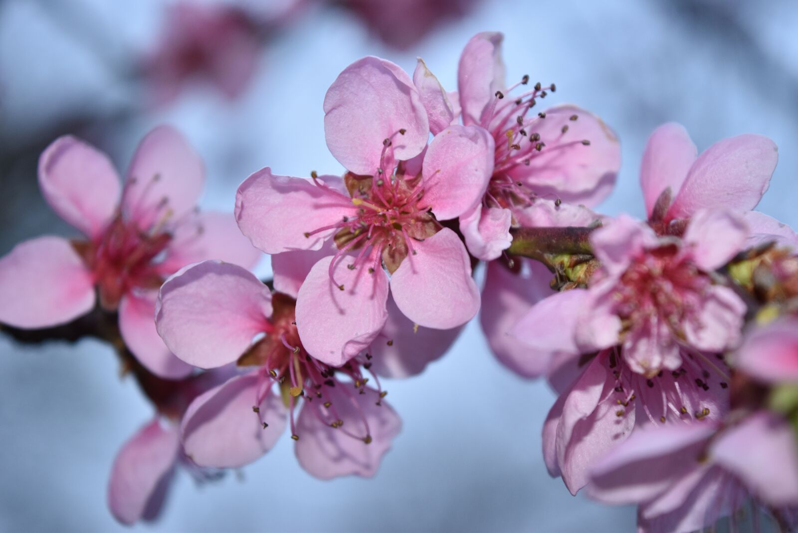 Nikon D5500 sample photo. Flower, flowers, cherry photography