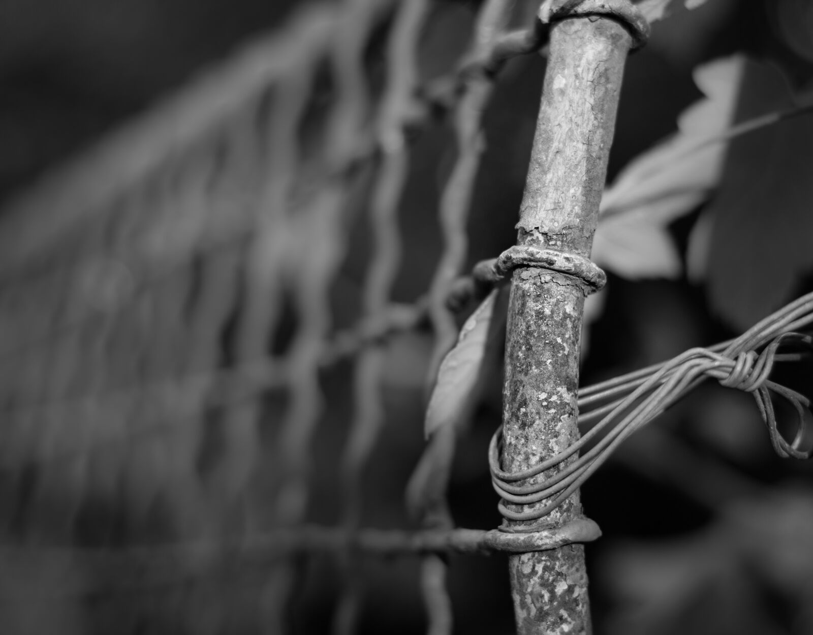 Canon EOS 700D (EOS Rebel T5i / EOS Kiss X7i) + Canon EF 50mm F1.8 STM sample photo. Fence, wire, depth of photography