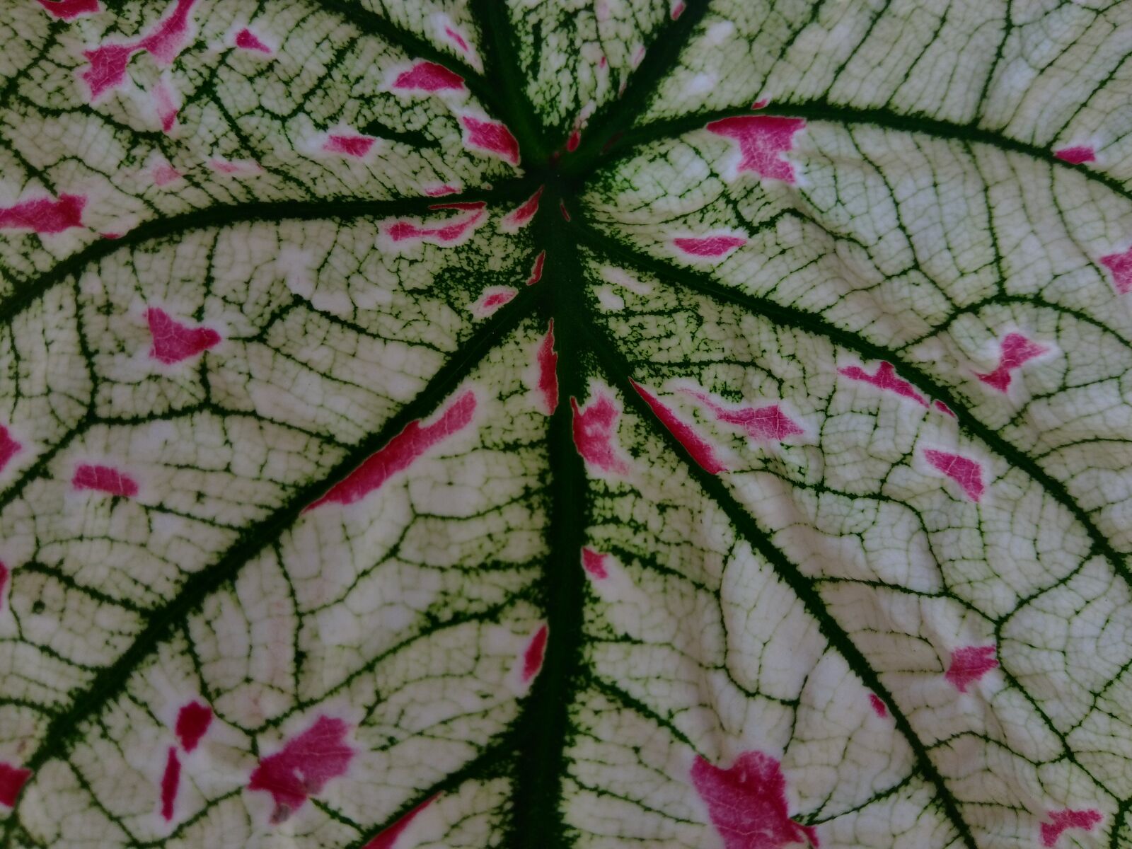 JK KODAK PIXPRO C1 sample photo