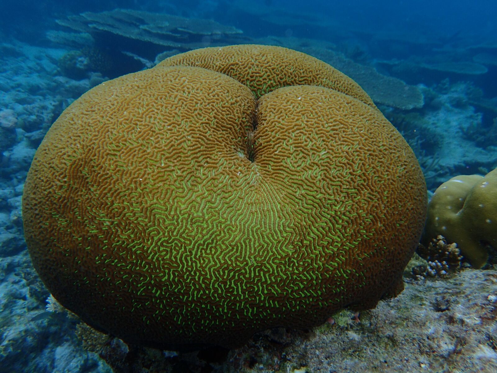 Olympus TG-4 sample photo. Maldives, the indian ocean photography