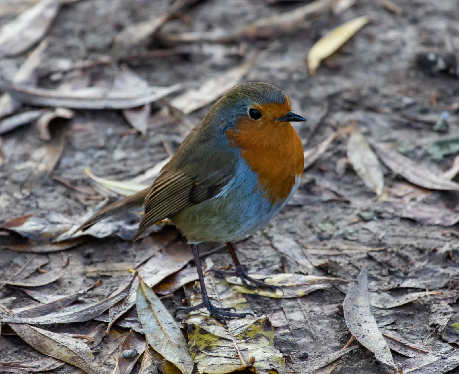 Canon EOS 7D Mark II + Canon EF 70-200mm F4L USM sample photo. Robin redbreast on the photography