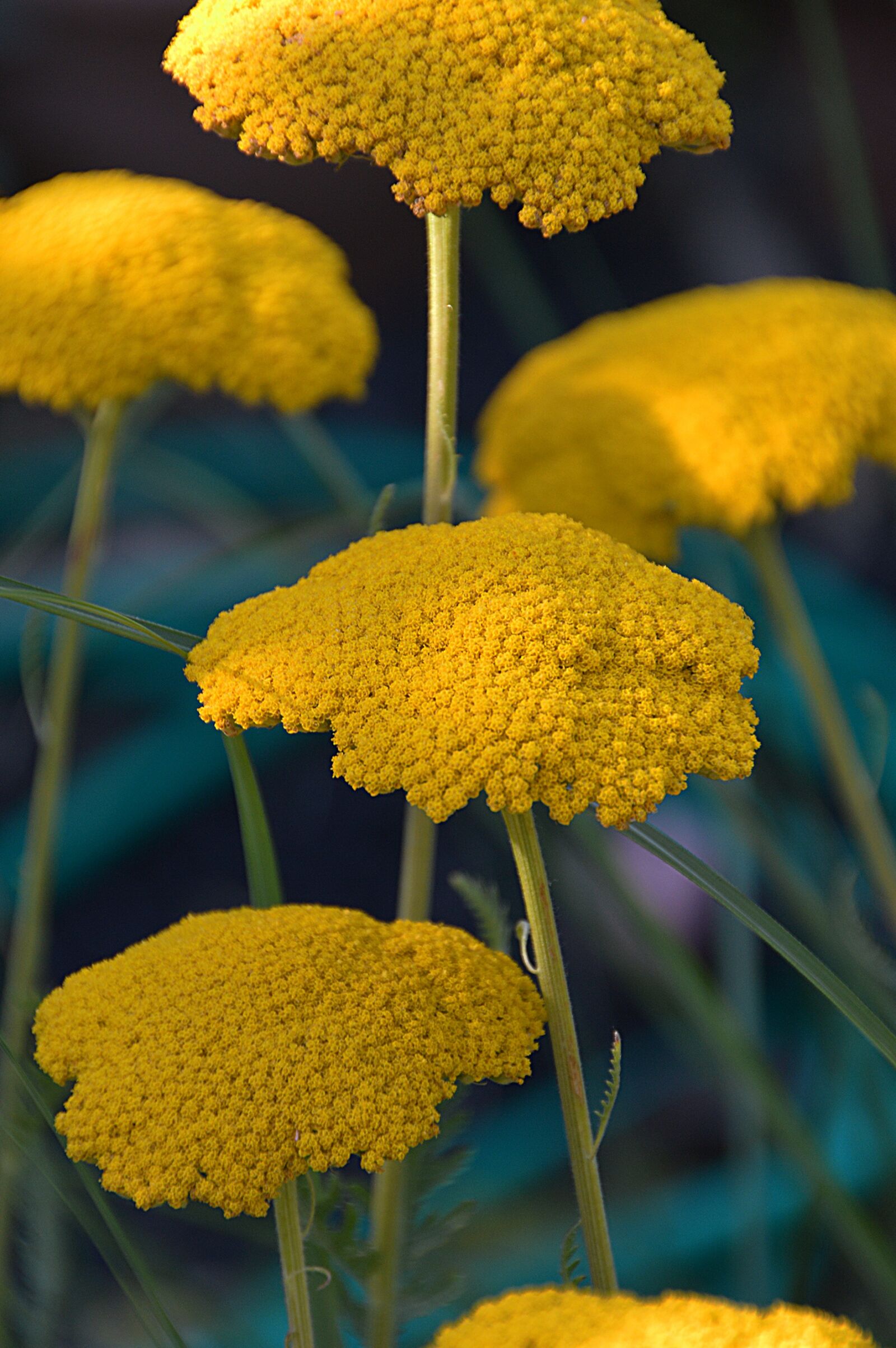 Nikon D3200 sample photo. Yellow, flower, flowers photography