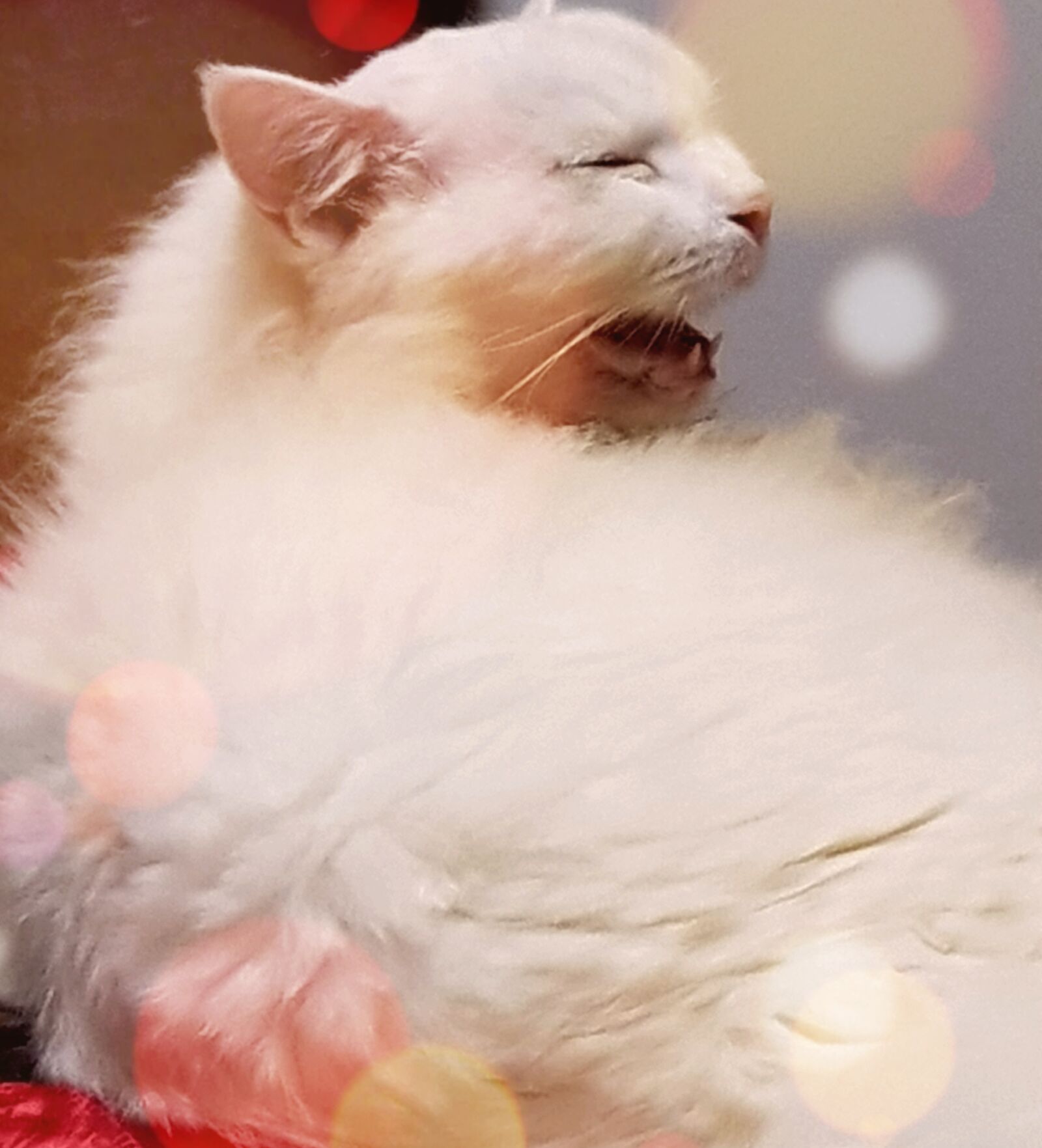 Samsung Galaxy S8+ sample photo. Smile, laugh, cat photography