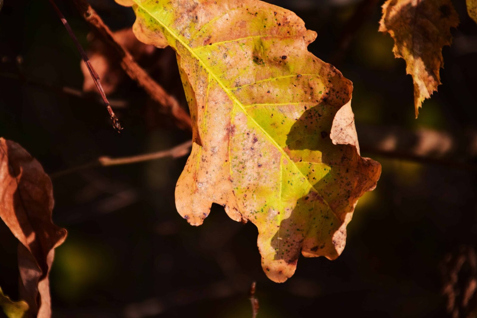 Nikon D3300 sample photo. Flora, leaf, tree, nature photography