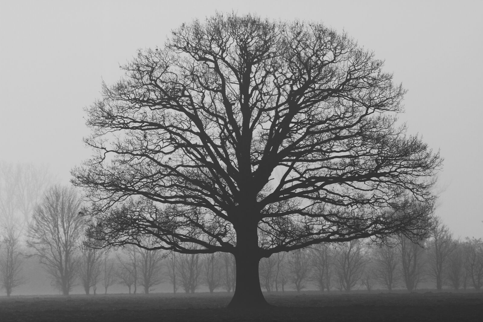 Canon EOS 7D sample photo. Fog, solitaire, tree photography