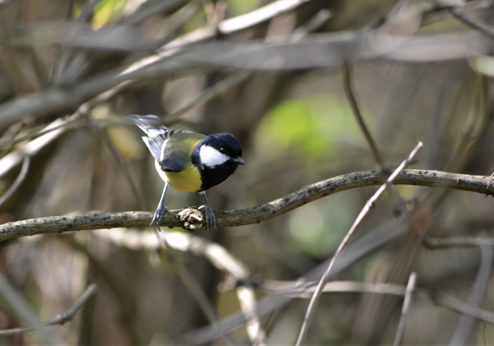 Nikon D5200 sample photo. Tit, bird, nature photography