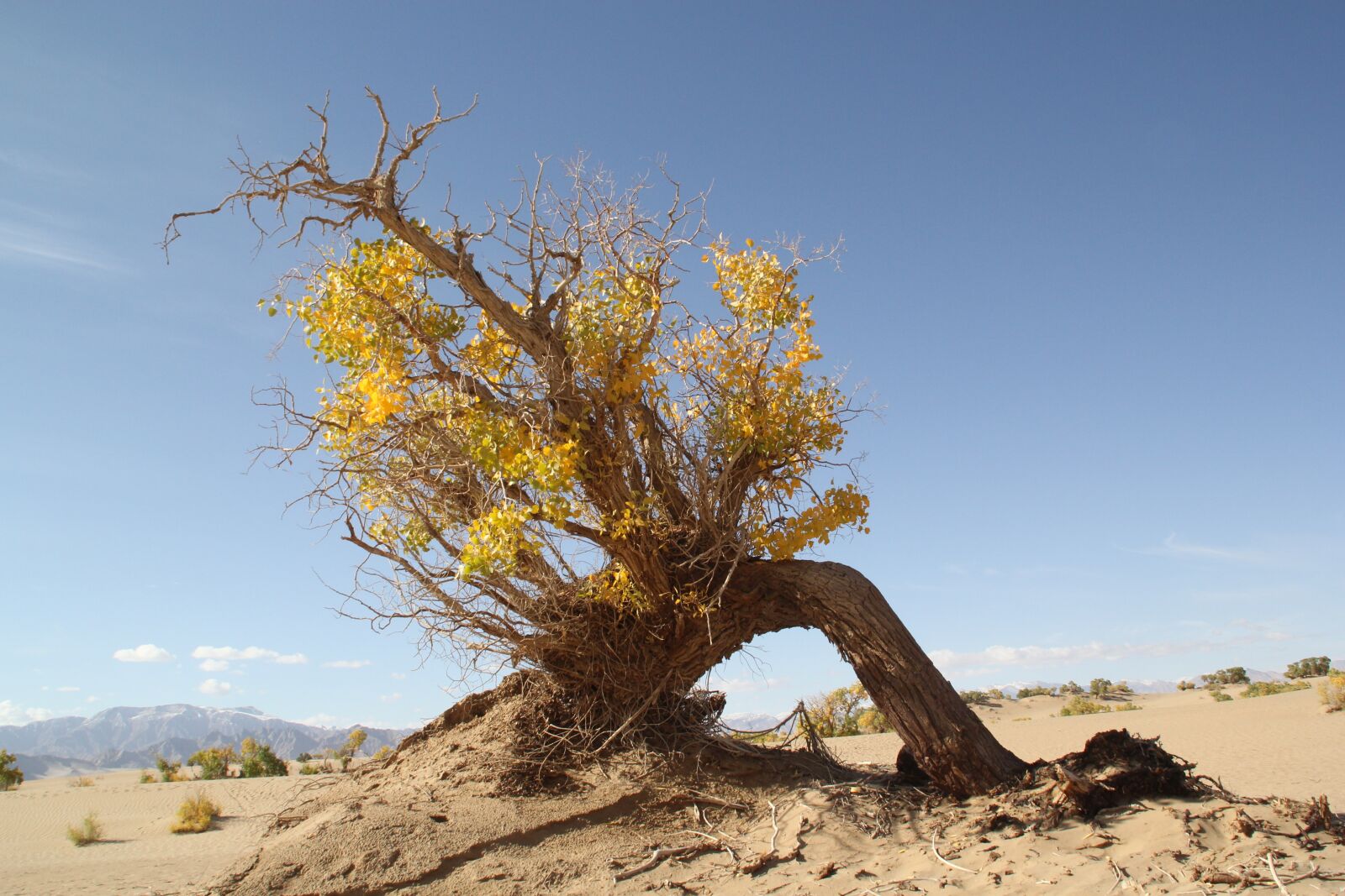 Canon EOS 60D sample photo. Golmud, populus, desert photography