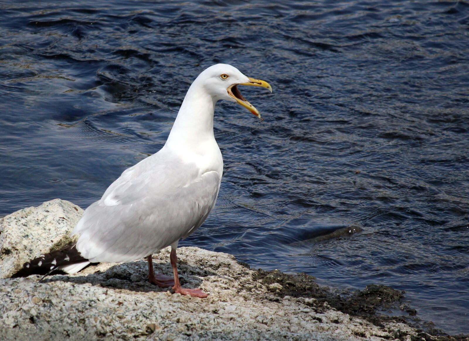 Canon EOS 700D (EOS Rebel T5i / EOS Kiss X7i) sample photo. Herring, gull, wildlife photography