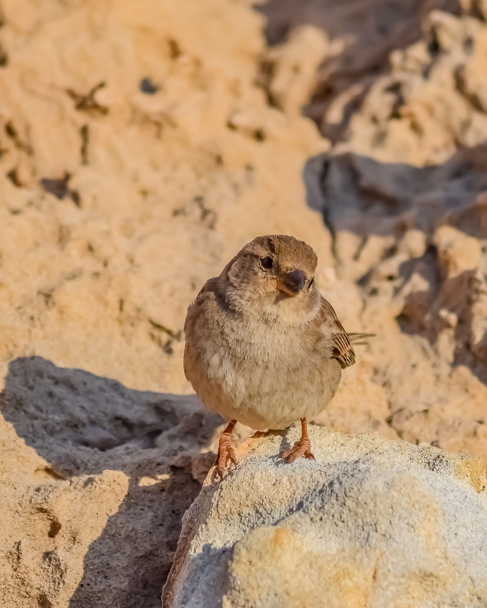 Nikon D3300 sample photo. Sparrow, wildlife, bird photography