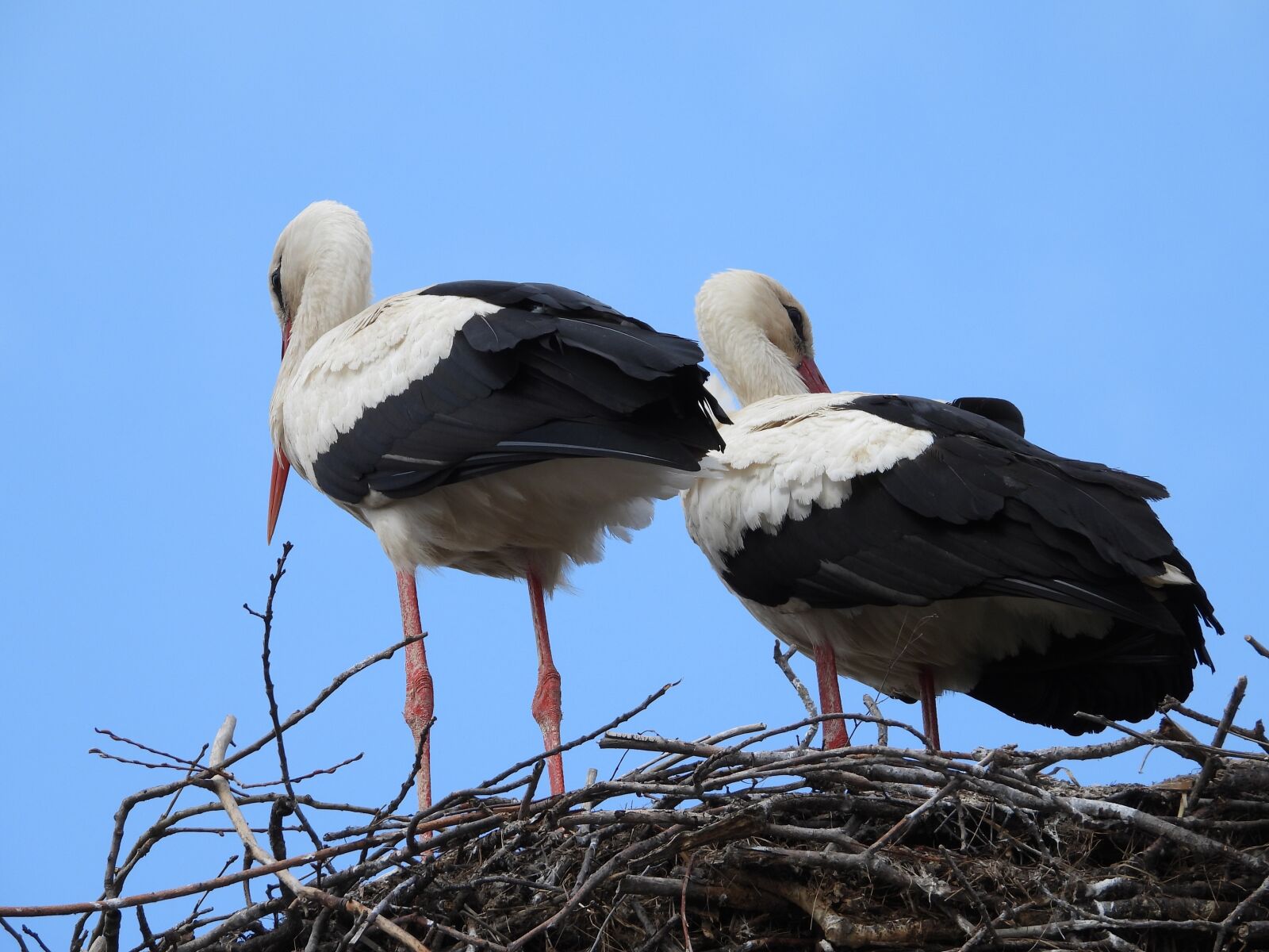 Nikon Coolpix P1000 sample photo. Storks, the stork nest photography