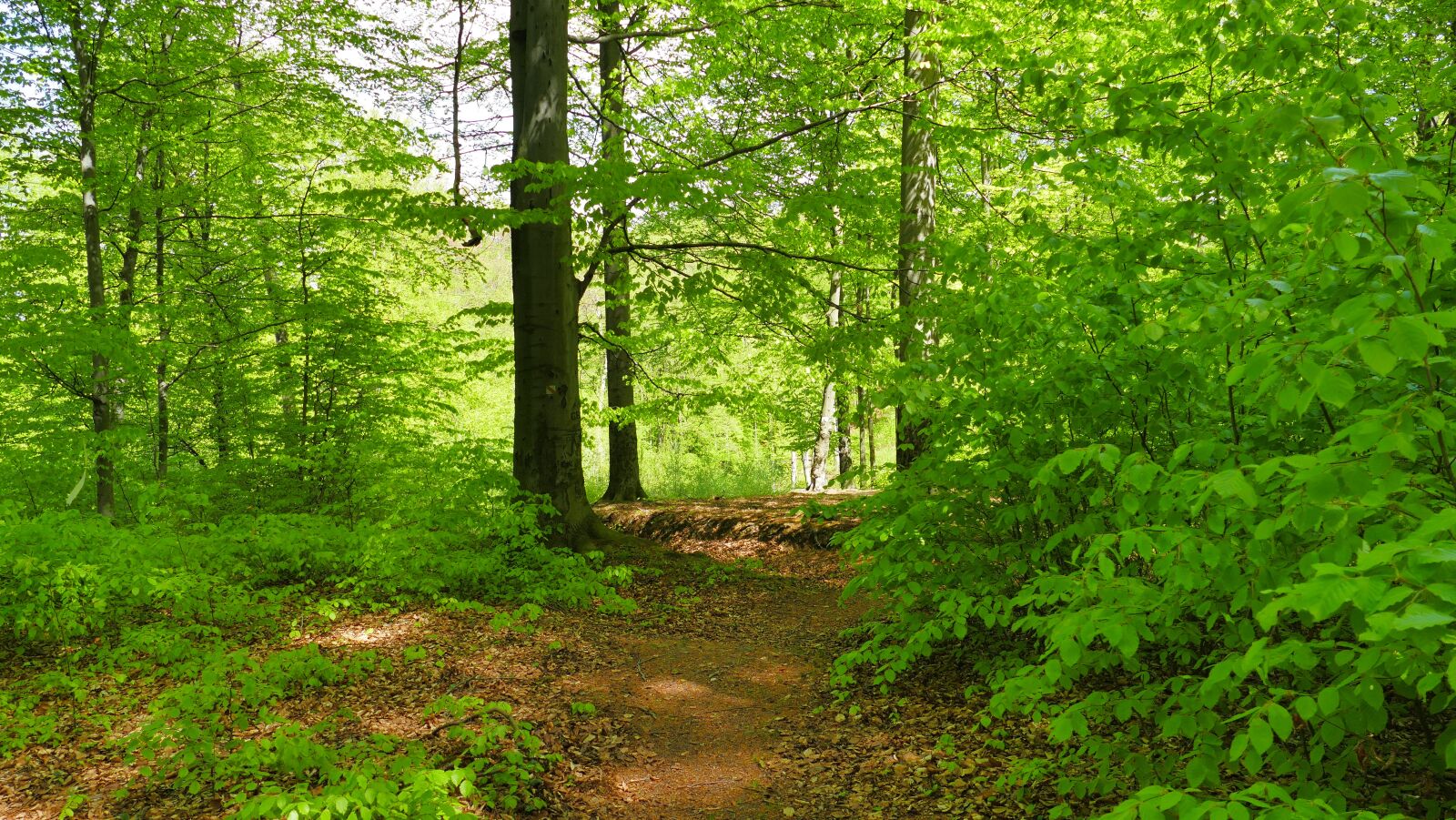 Panasonic Lumix DMC-FZ1000 sample photo. Forest, tree, spring photography