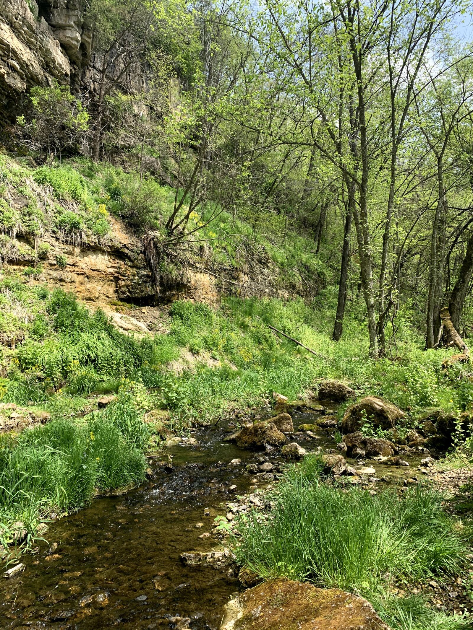 iPhone XR back camera 4.25mm f/1.8 sample photo. Forest, streams, moss photography