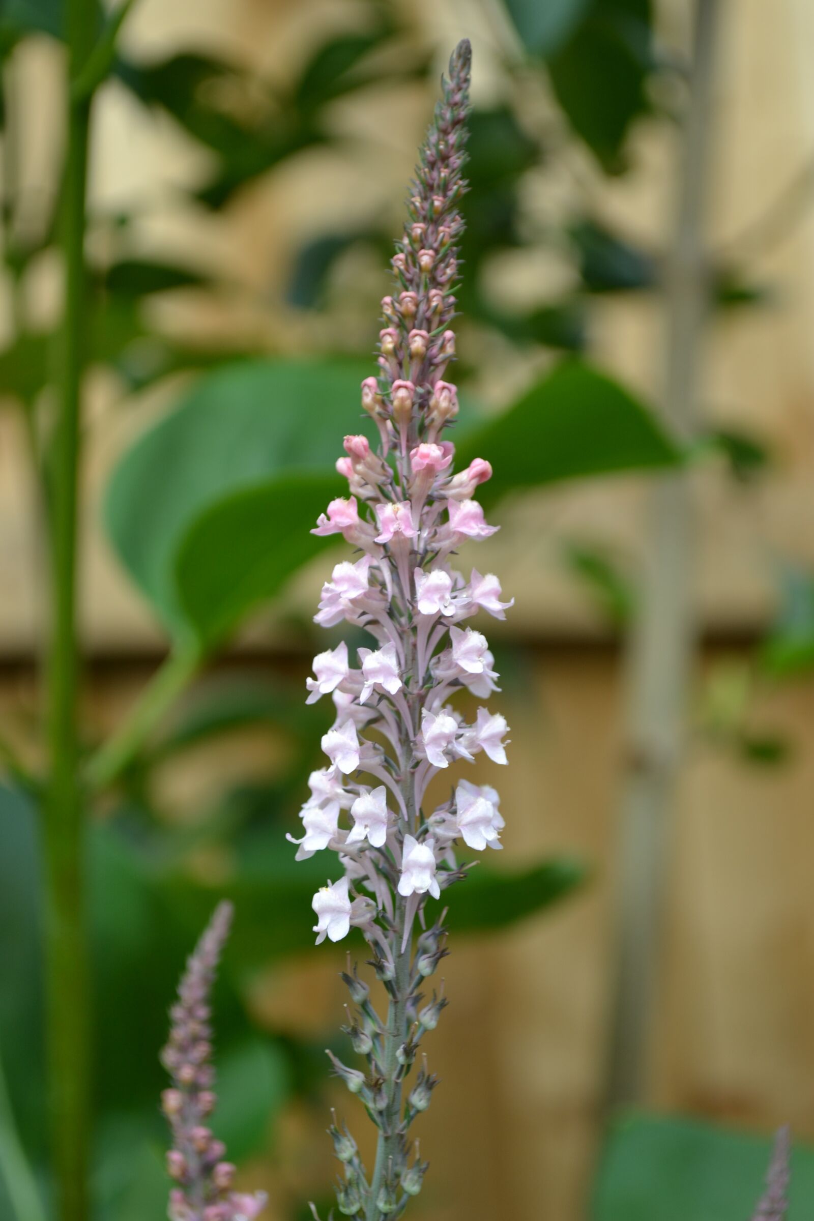 Nikon D3100 sample photo. Pale-pink loosestrife, plant, garden photography