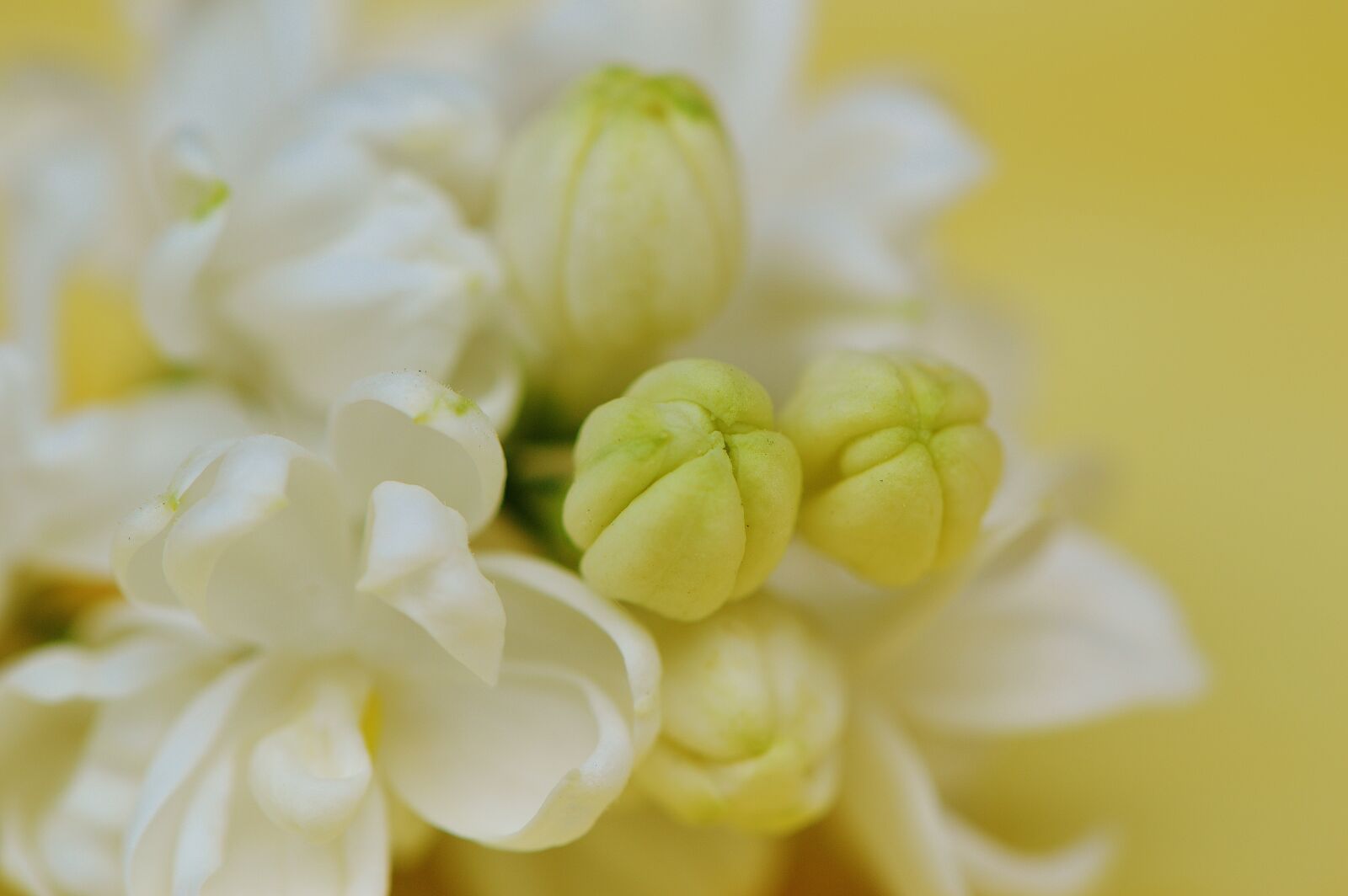 Nikon D3200 sample photo. Lilac, white, plant photography