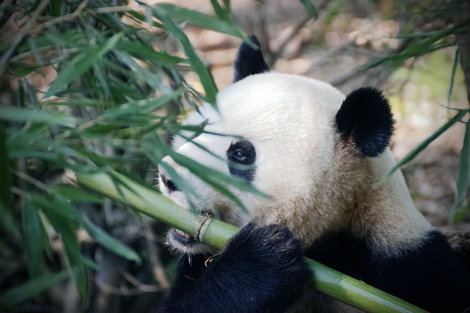 Canon EOS 550D (EOS Rebel T2i / EOS Kiss X4) sample photo. Panda, pandabear, bamboo photography