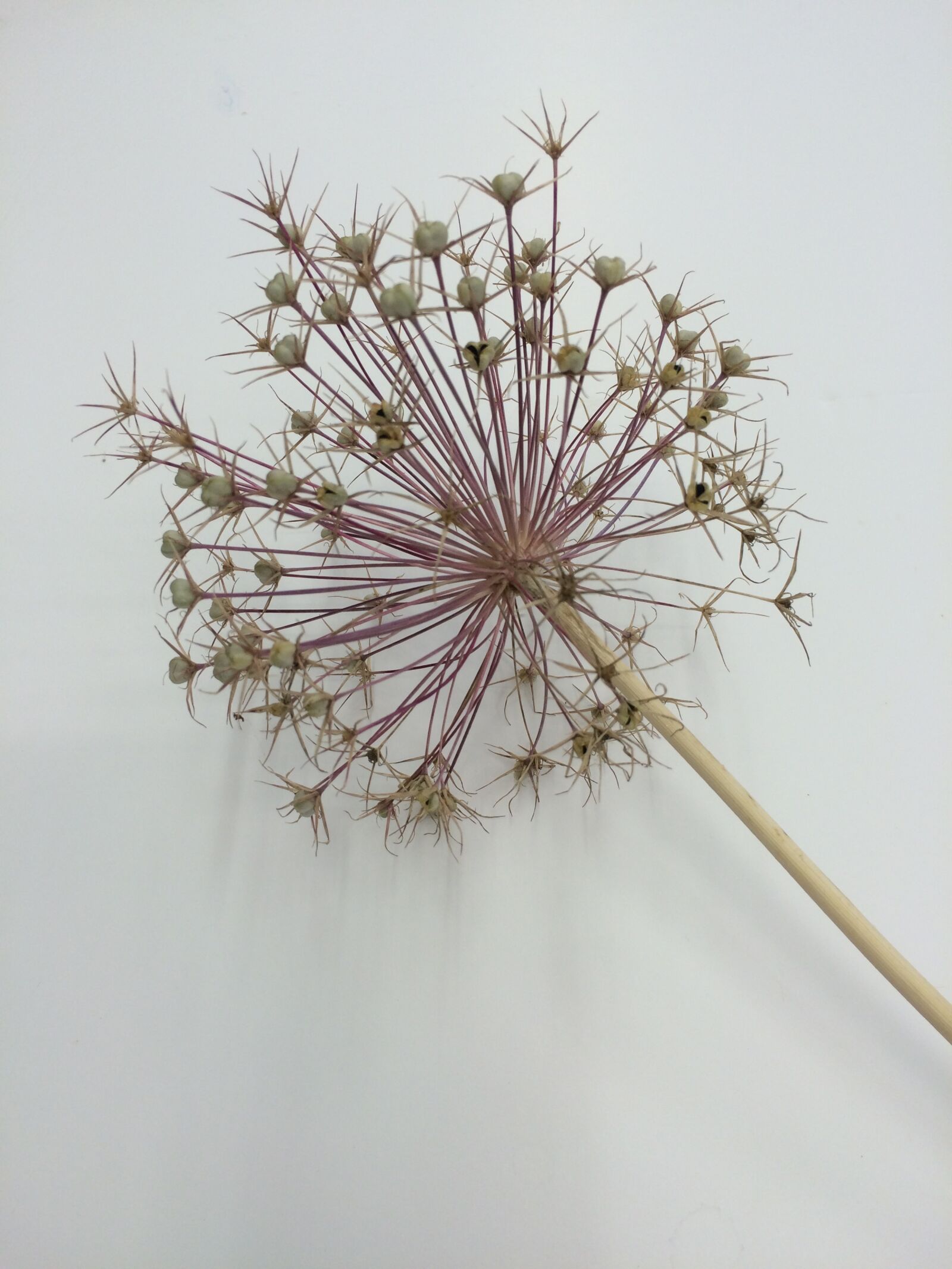iPhone 5s back camera 4.15mm f/2.2 sample photo. Allium, seed head, flower photography