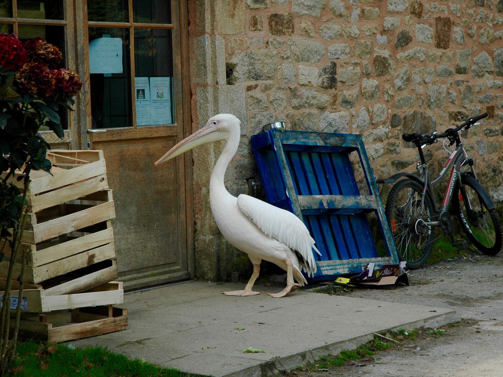Nikon D70 sample photo. Pelican, office, job photography