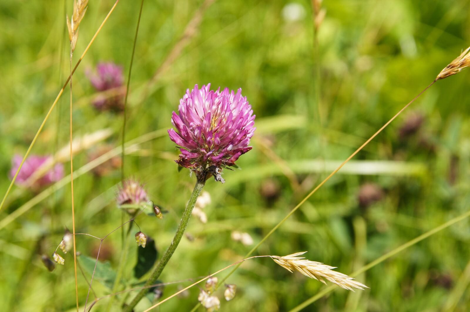 17-50mm F2.8 sample photo. Flower, grass, austria photography