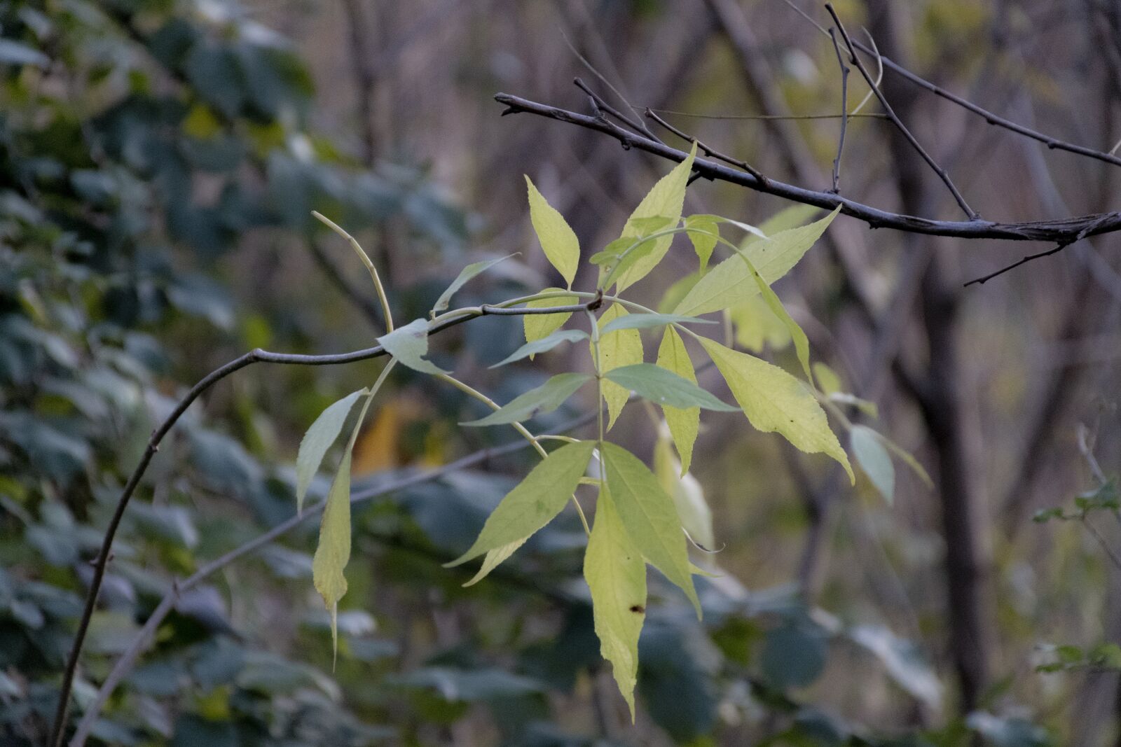 Nikon D7500 sample photo. Leaves, woods, nature photography