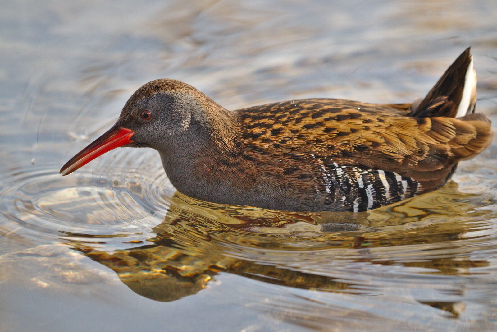 Canon EOS M5 sample photo. Bird, animal world, nature photography