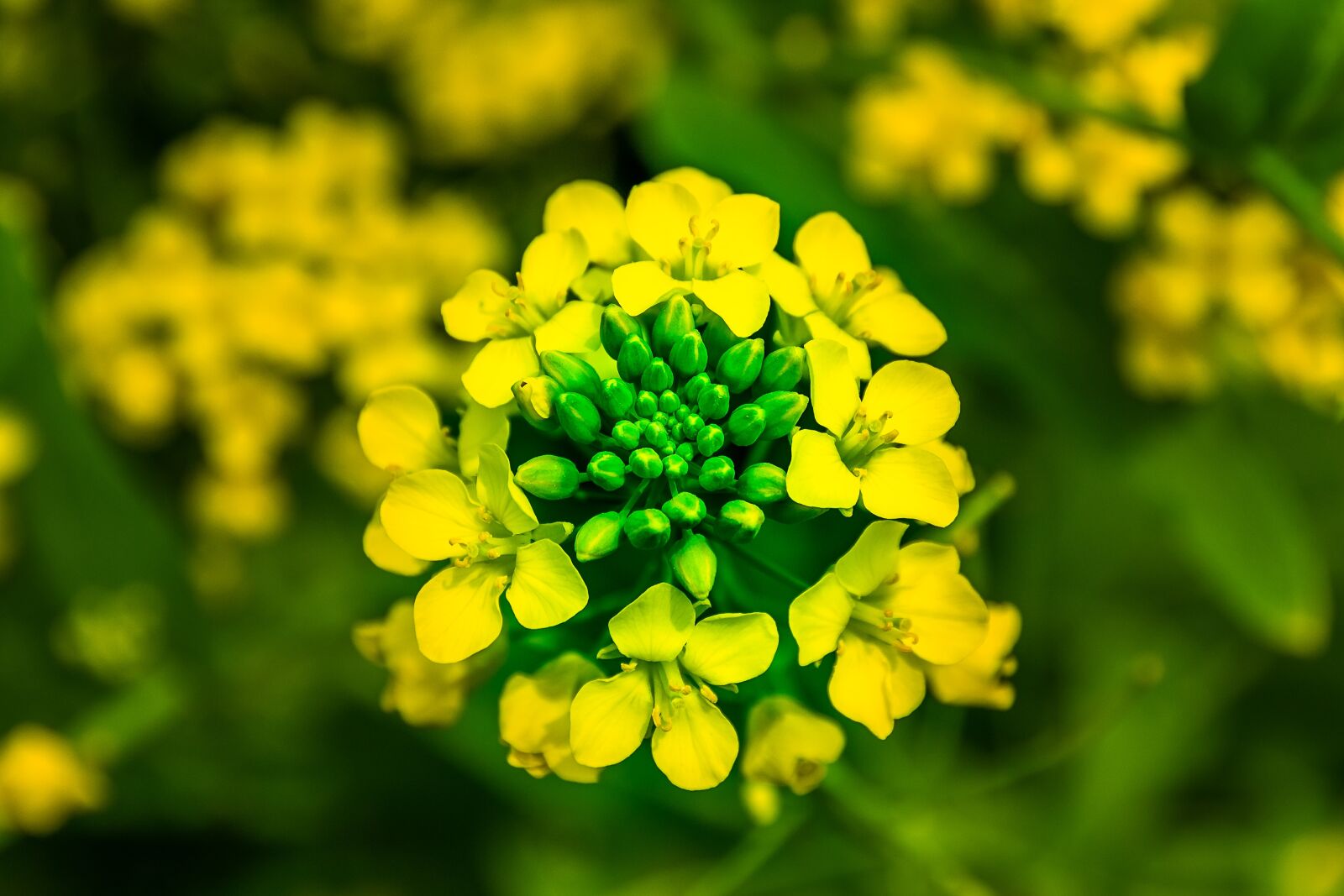 Nikon D3100 sample photo. Spring, rape flowers, yellow photography