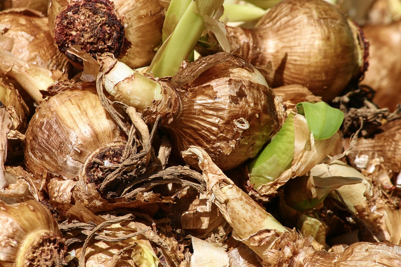 Canon EOS 1100D (EOS Rebel T3 / EOS Kiss X50) sample photo. Flower bulbs, onions, seed photography