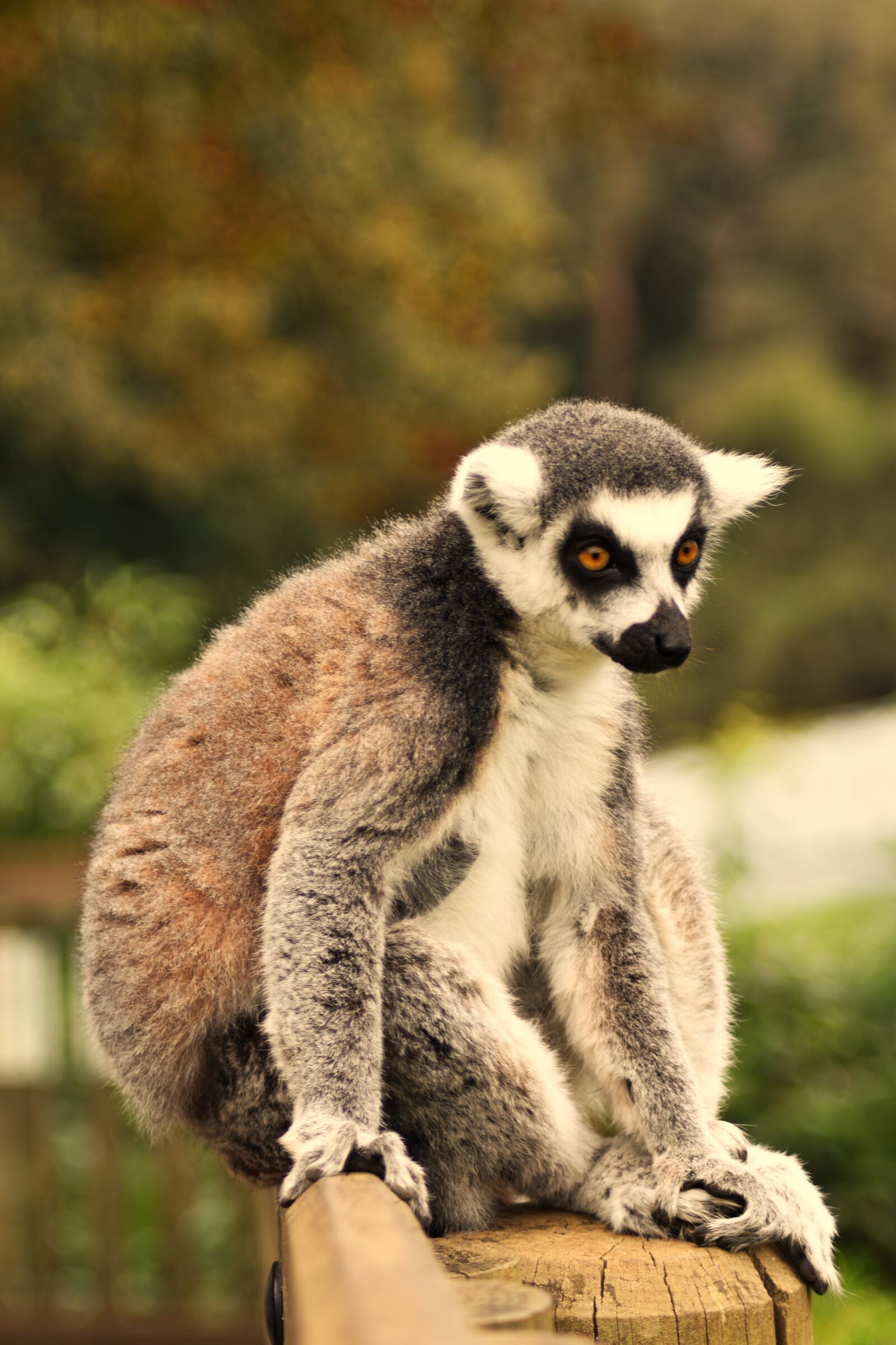 Nikon D3400 sample photo. Ring tailed lemur, madagascar photography
