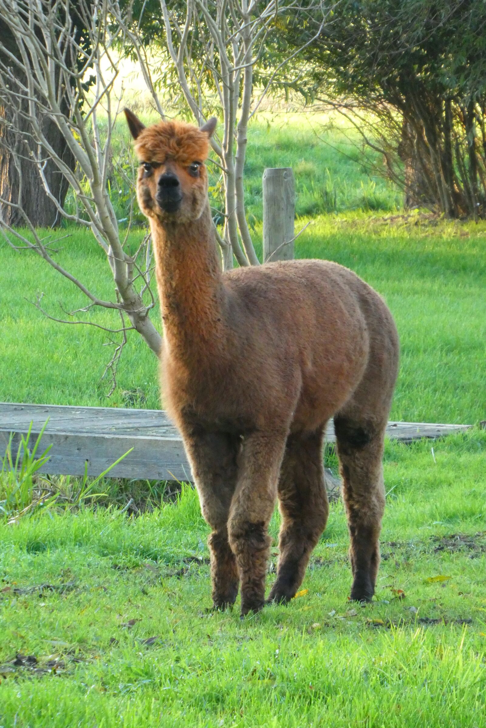 Panasonic Lumix DC-ZS70 (Lumix DC-TZ90) sample photo. Alpaca, farm, mammal photography