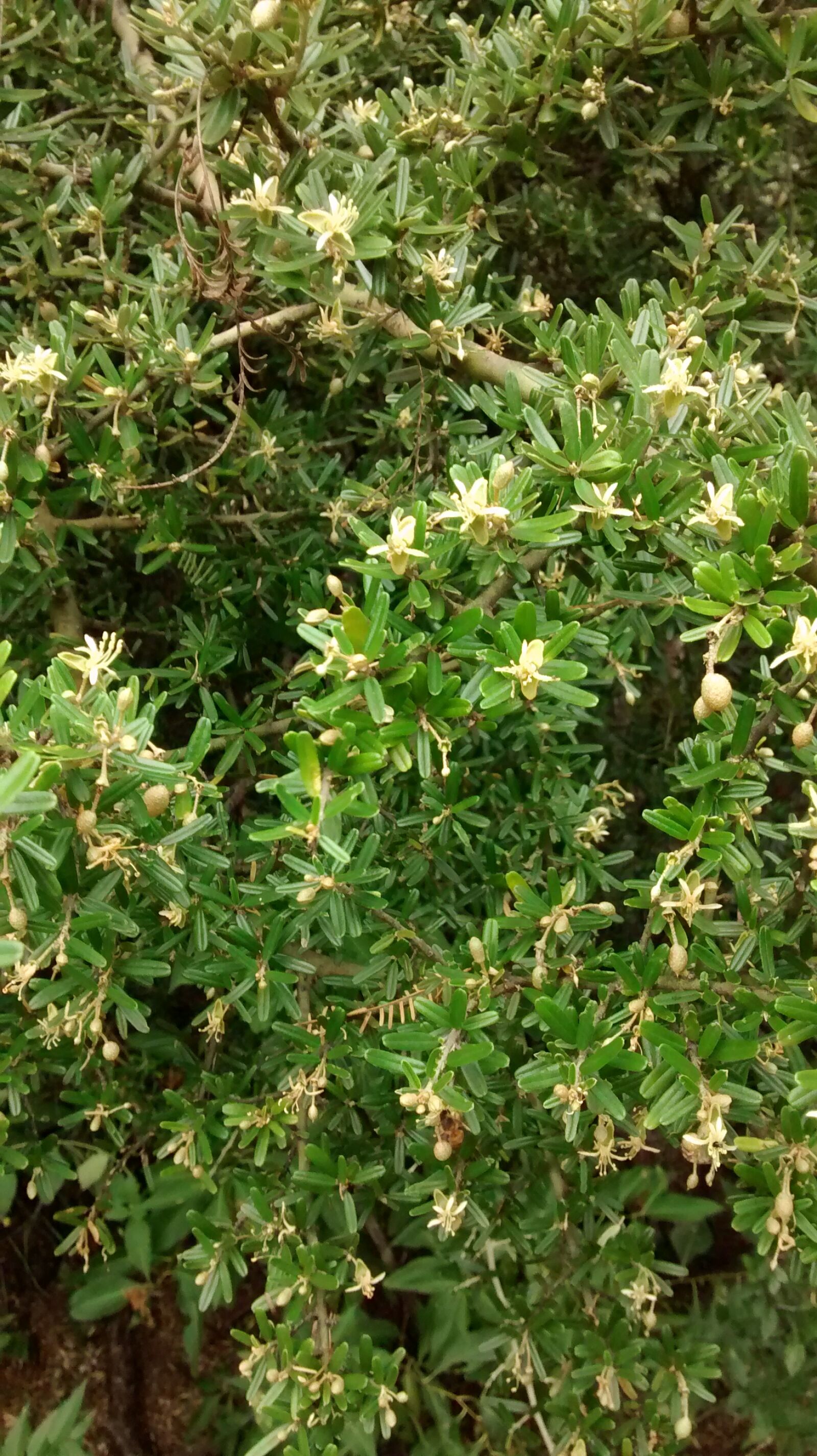 Motorola XT1032 sample photo