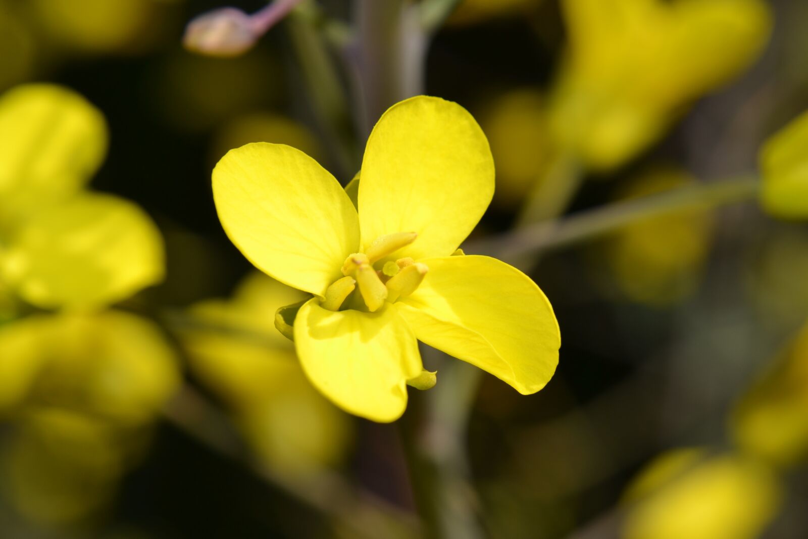 Nikon D3100 sample photo. Flowering kale, kale, nature photography