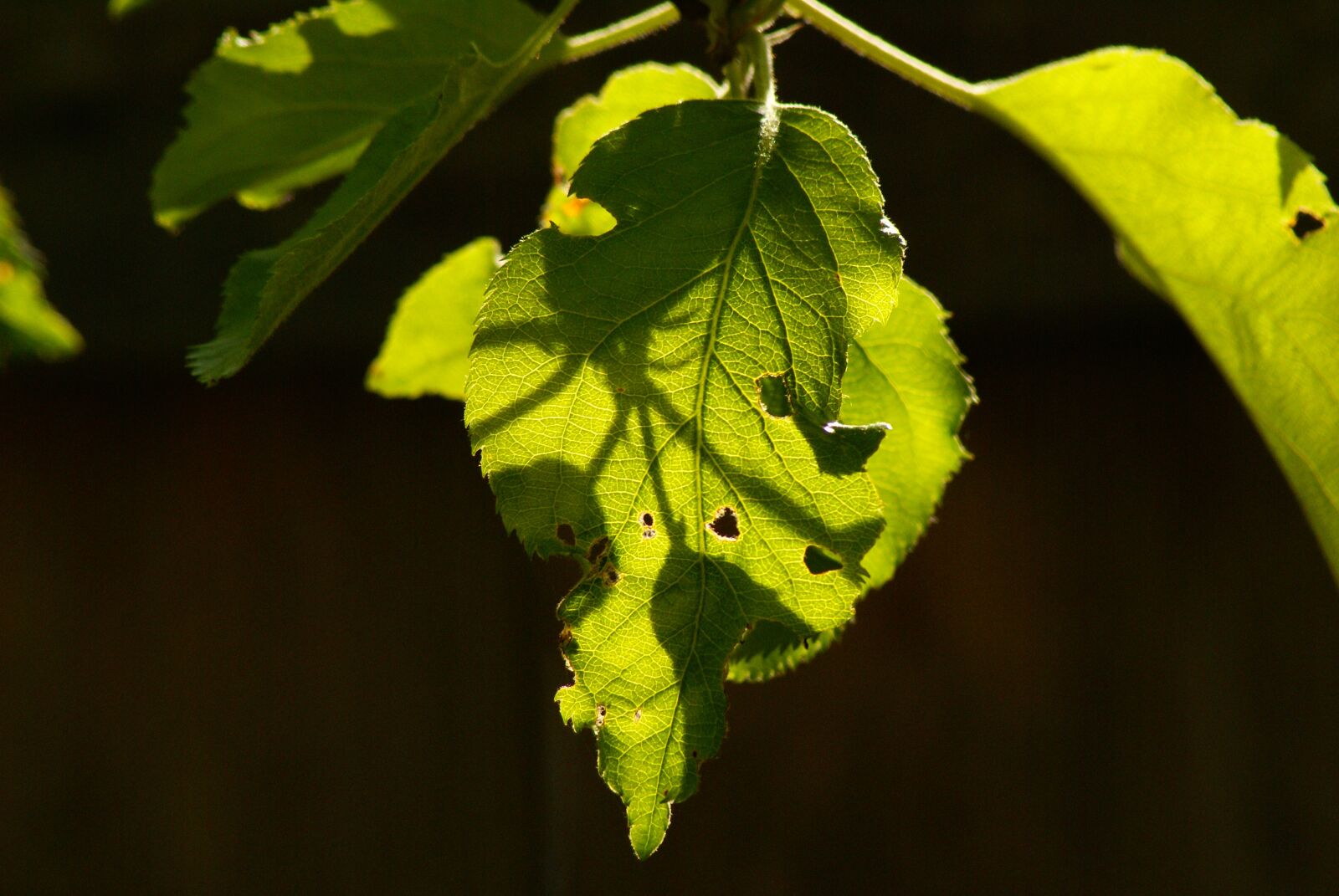 Sony Alpha DSLR-A100 sample photo. Leaf, shadow, light photography