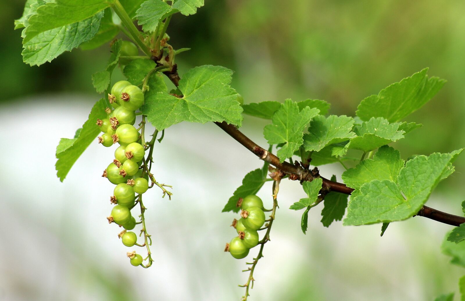 Canon EOS 1200D (EOS Rebel T5 / EOS Kiss X70 / EOS Hi) sample photo. Currant, maturation, spring photography