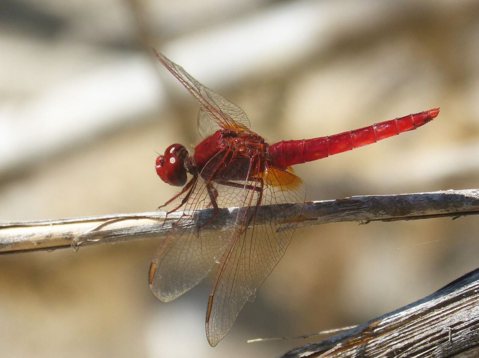 Panasonic DMC-FZ62 sample photo. Red dragonfly, wetland, cane photography