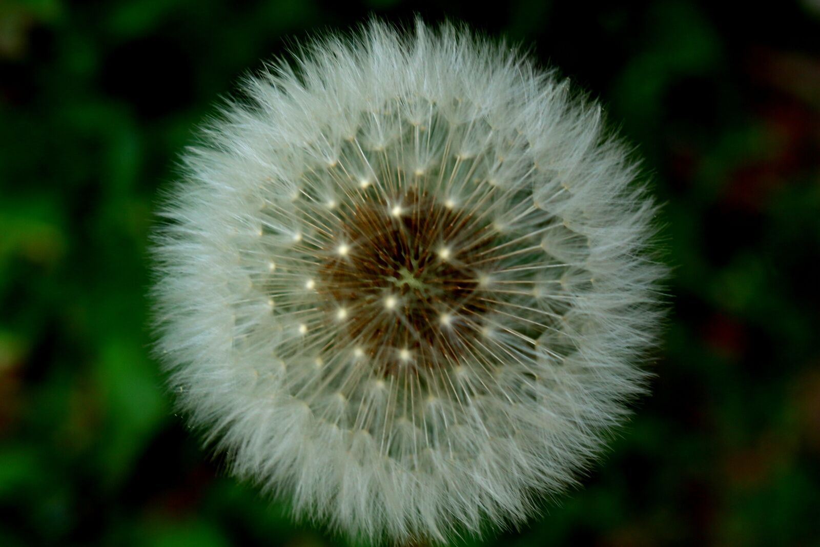 Canon EOS 100D (EOS Rebel SL1 / EOS Kiss X7) sample photo. Dandelion, flower, nature photography