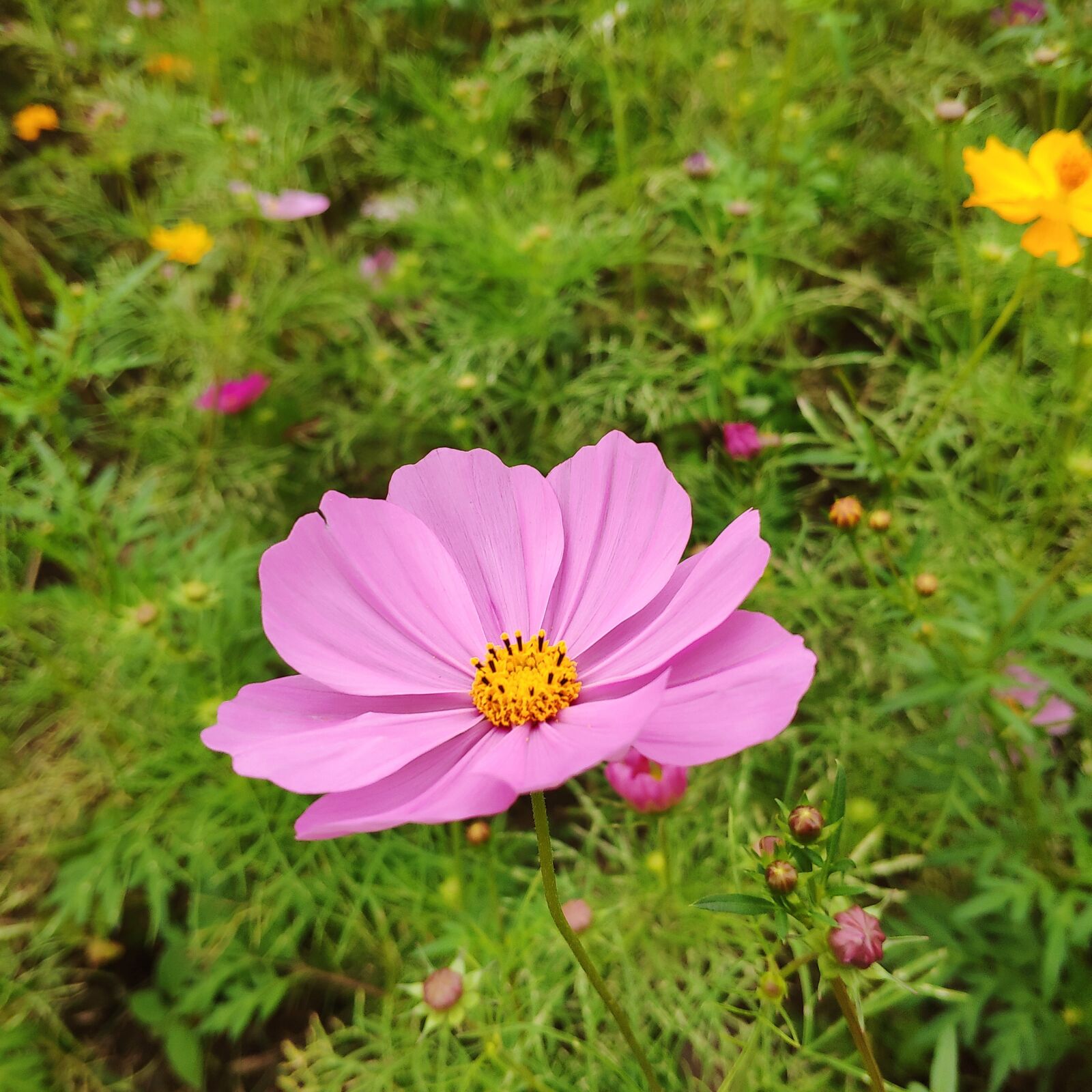 Xiaomi MI 8 sample photo. Autumn english pink, flower photography
