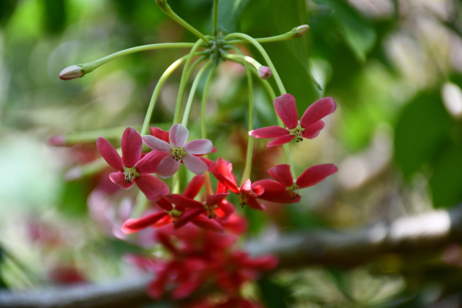 Nikon D7500 sample photo. Flower, petals, nature photography