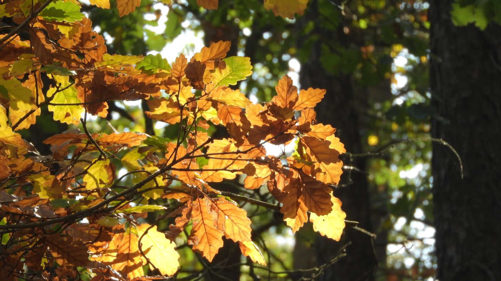 Nikon Coolpix P610 sample photo. Autumn leaves, oak leaves photography