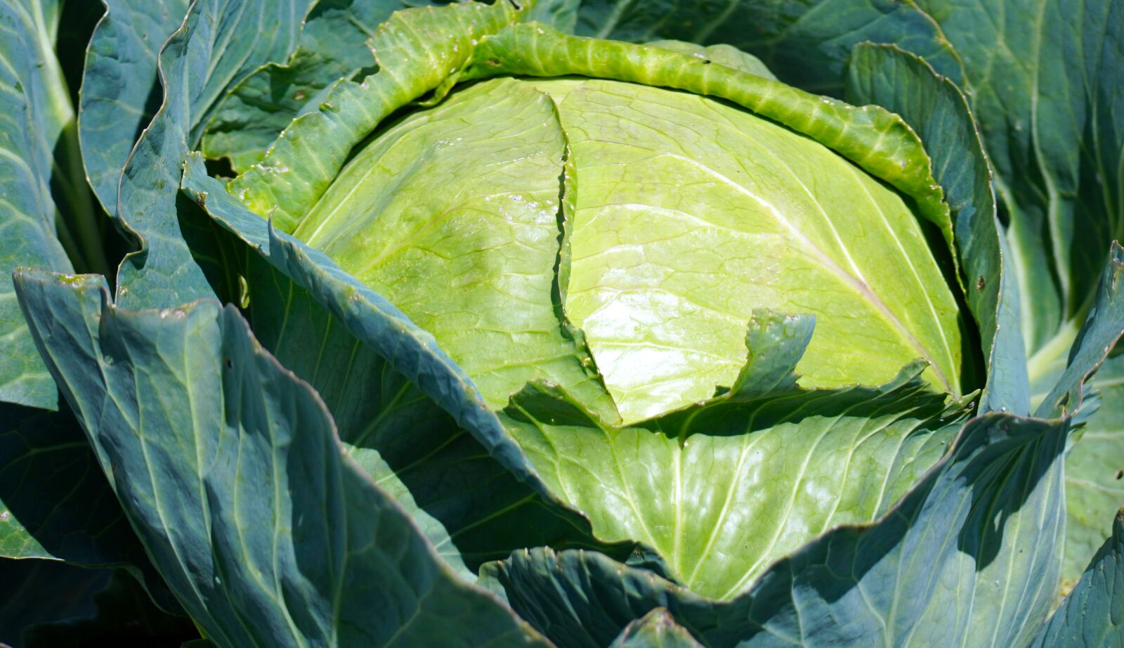 Sony E 70-350mm F4.5-6.3 G OSS sample photo. Kale, vegetables, leaves photography