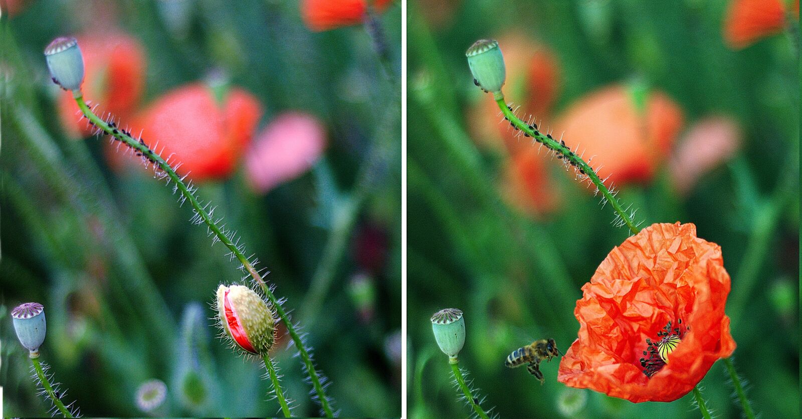 Nikon D80 sample photo. Poppy, developing, development photography