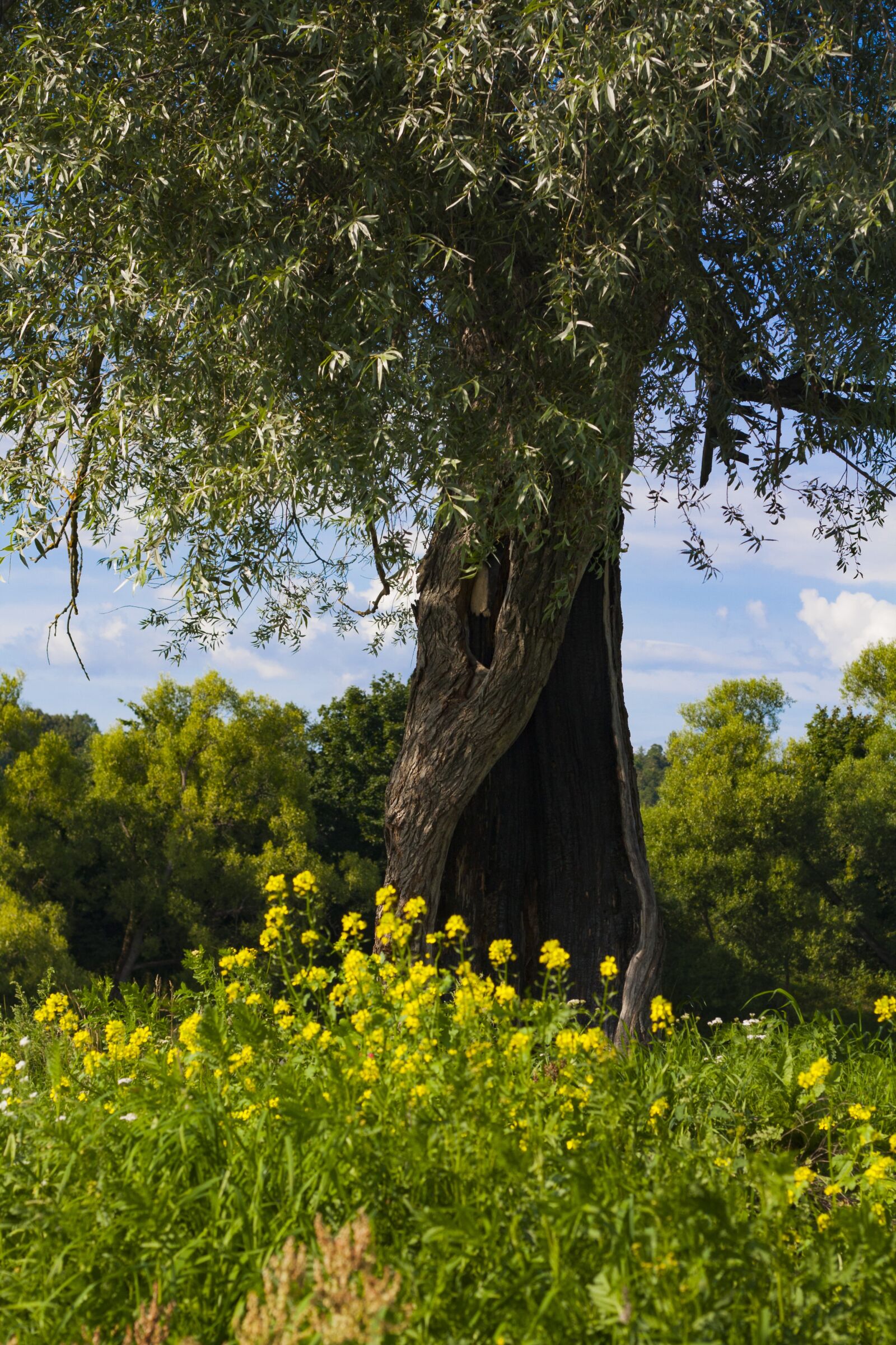 Canon EF 50mm F1.8 II sample photo. Tree, fantasy, flowers photography