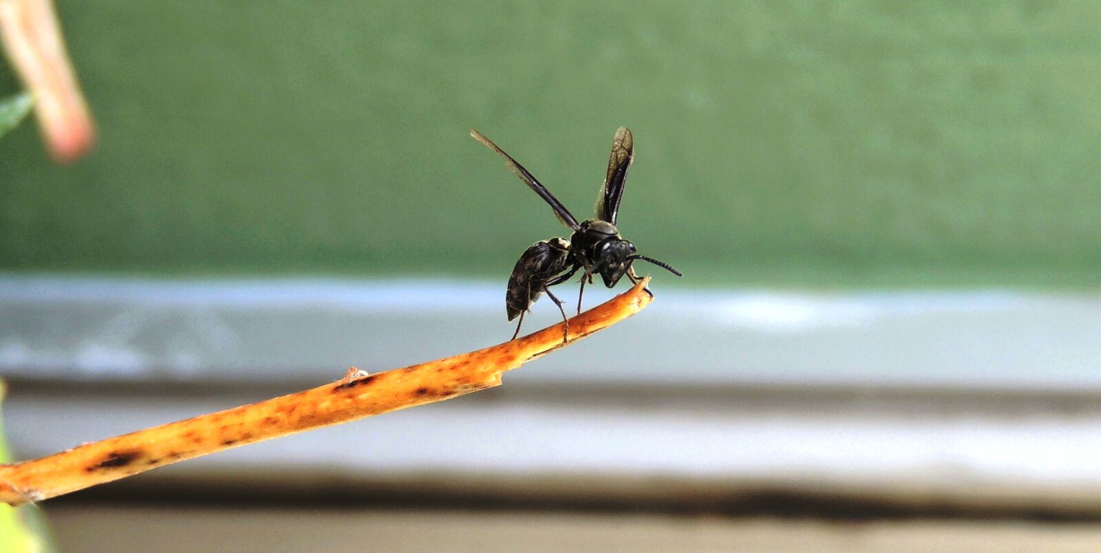 Nikon Coolpix P510 sample photo. Insect, nature animalia, anisoptera photography