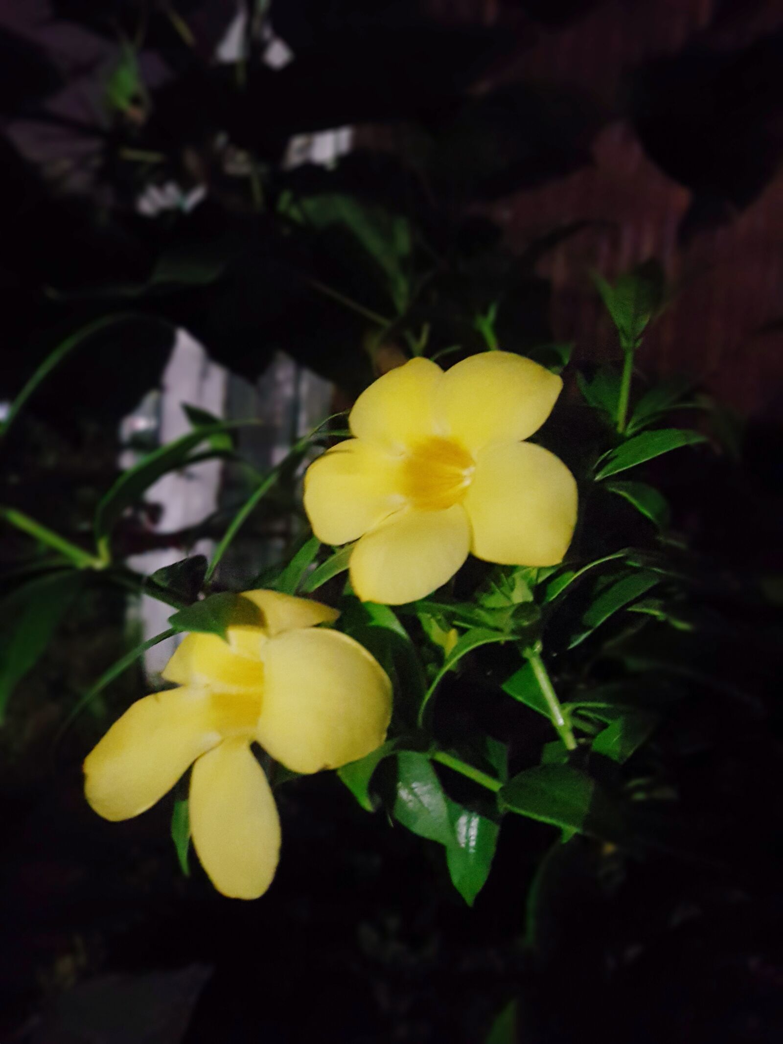 Samsung Galaxy S7 Edge sample photo. Night, flowers, moon photography