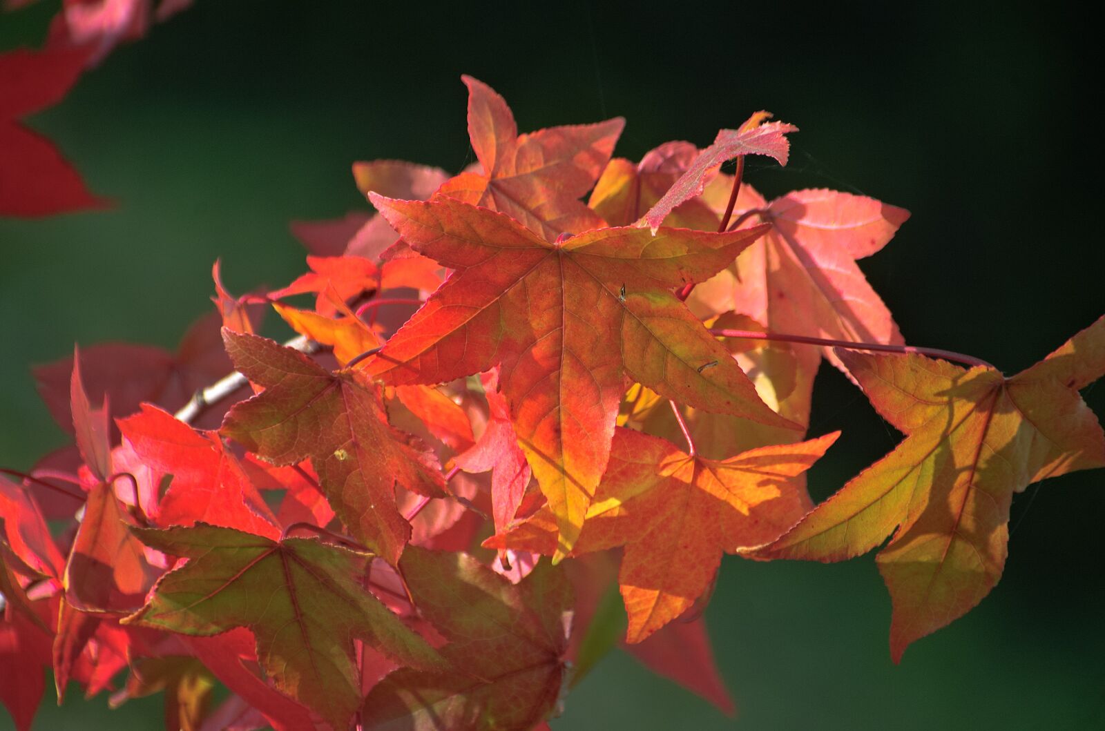 Nikon D70 sample photo. Fall leaves, leaves, fall photography