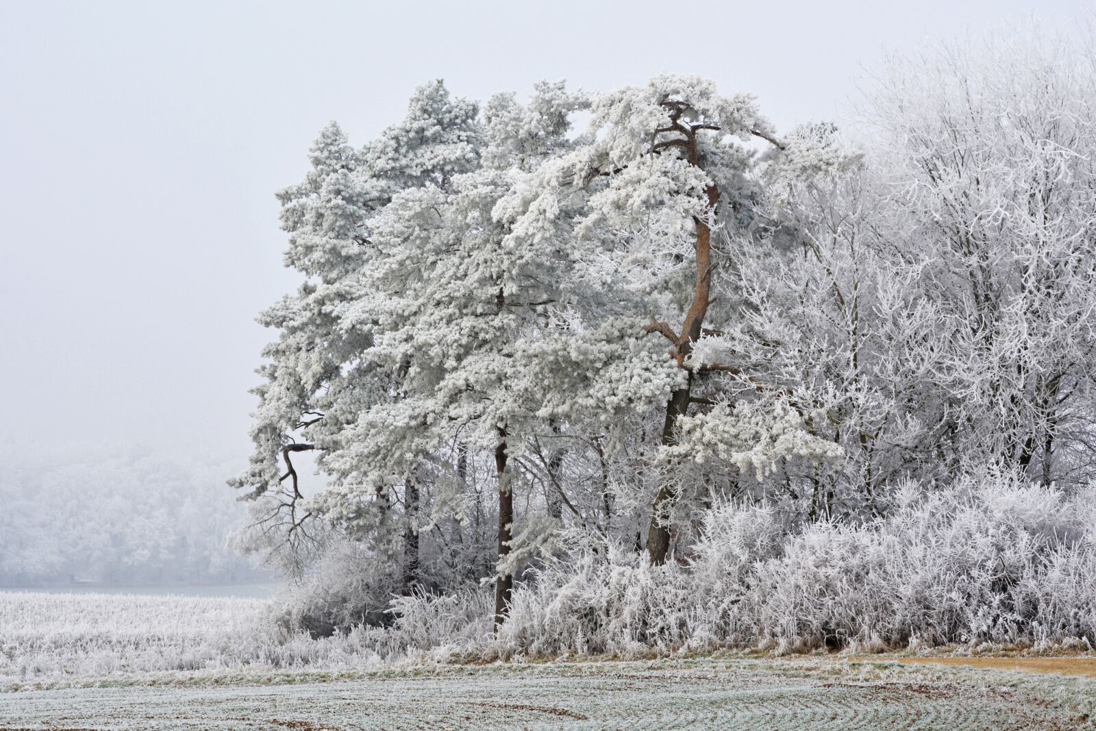 Nikon D5200 sample photo. Winter, frost, snow photography