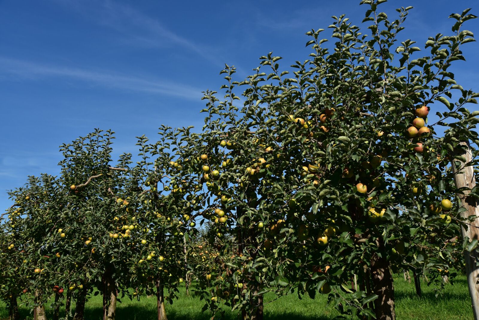 Nikon D750 sample photo. Apple tree, apple, fruit photography