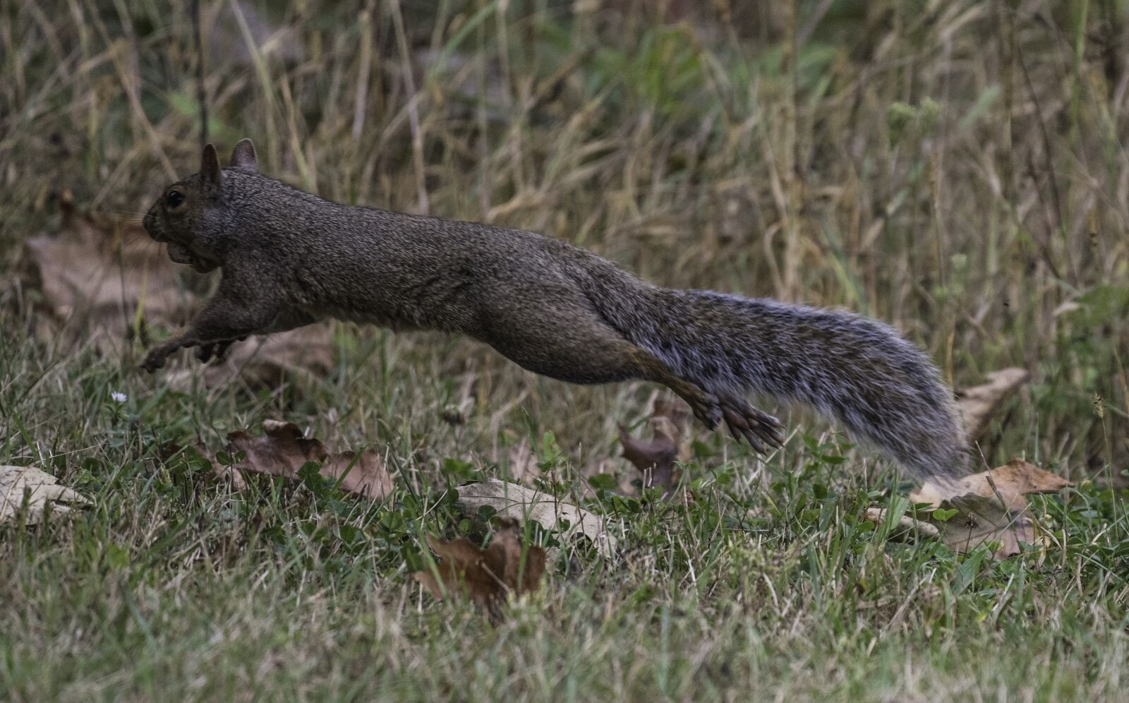 Nikon D750 sample photo. Squirrel, running, tail photography